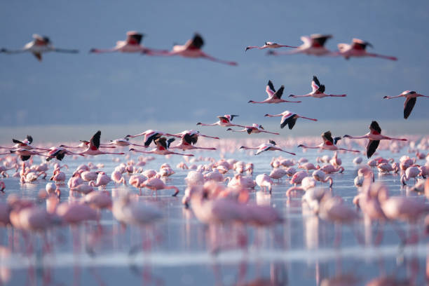 istock Beautiful Flamingoes 1166824436