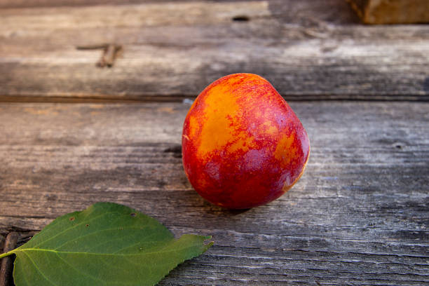istock juicy ripe plum from the garden 1166826732