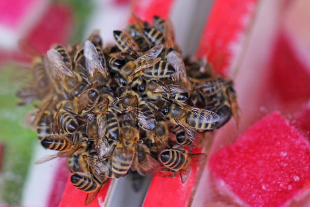 Swarm of honey bees at the hive