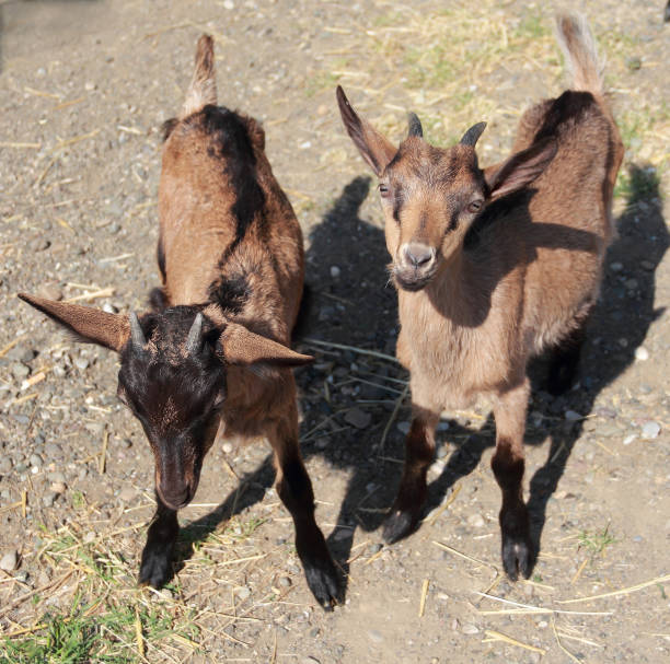 istock View of two young goats in nature 1166828164
