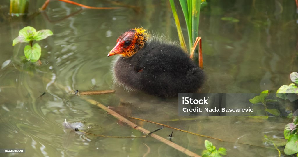 Coot duckling with red head swimming in the lake at Kragujevac Animal Stock Photo
