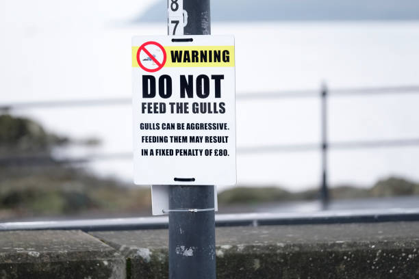 istock Do not feed seagulls warning sign at seaside beach 1166828295