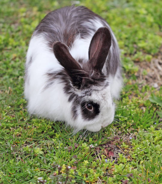 istock Cute rabbit squat in the green grass 1166828372