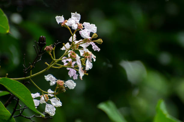 istock White flowers in natural background 1166829697
