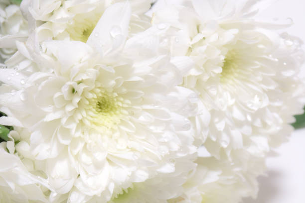 istock White flowers close up background. 1166830195