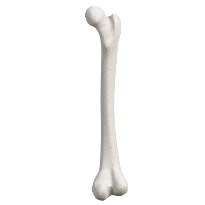 3D rendering illustration of a stylized human femur anatomy