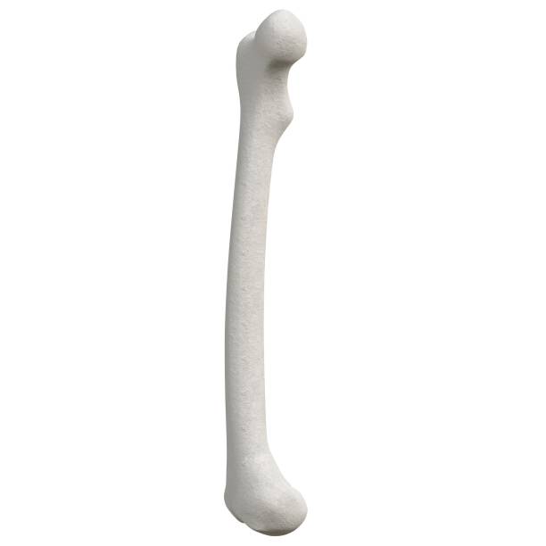 istock Stylized human femur anatomy 1166831166