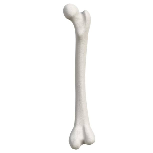istock Stylized human femur anatomy 1166831201
