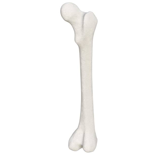 istock Stylized human femur anatomy 1166831227