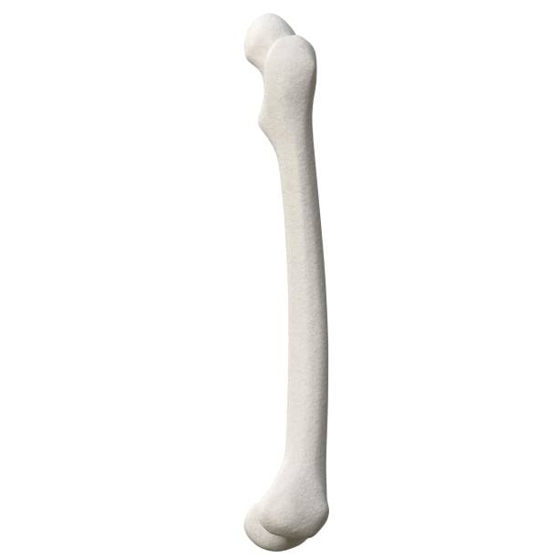 istock Stylized human femur anatomy 1166831302