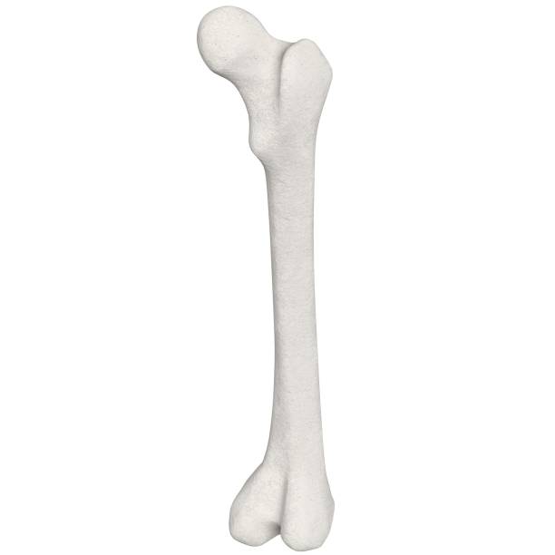 istock Stylized human femur anatomy 1166831437