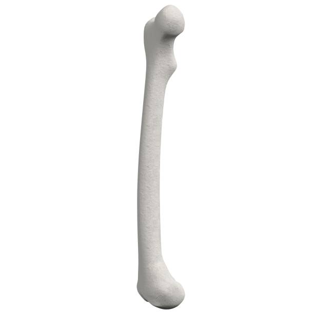 istock Stylized human femur anatomy 1166831465