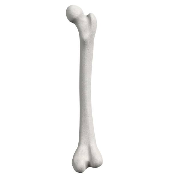 istock Stylized human femur anatomy 1166831466
