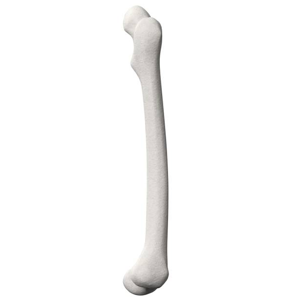 istock Stylized human femur anatomy 1166831503