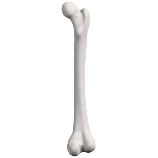 istock Stylized human femur anatomy 1166831504