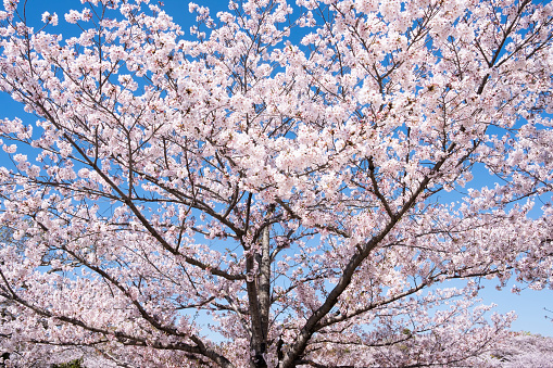 Cherry blooming trees in Japan's springtime.