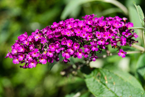 Buddleja Davidii Buddleja Davidii, the butterfly lilac available in many great colors and gladly visited by butterflies of all kinds buddleia blue stock pictures, royalty-free photos & images