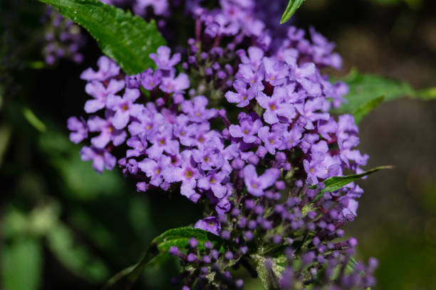 Buddleja Davidii Buddleja Davidii, the butterfly lilac available in many great colors and gladly visited by butterflies of all kinds buddleia blue stock pictures, royalty-free photos & images