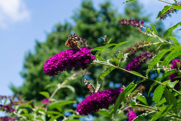 Buddleja Davidii Buddleja Davidii, the butterfly lilac available in many great colors and gladly visited by butterflies of all kinds vanessa atalanta stock pictures, royalty-free photos & images