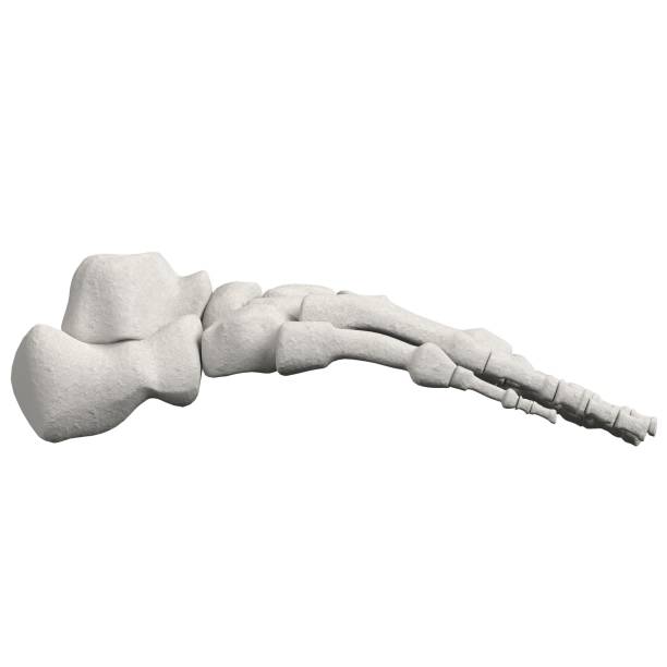 istock Human foot bones anatomy 1166834782