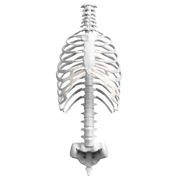 istock Human spine, torso and rib cage bones anatomy 1166835129