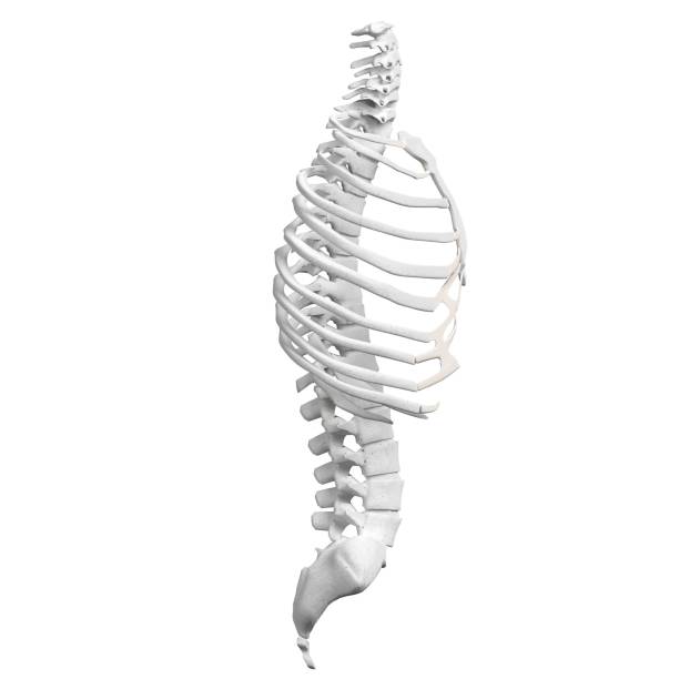 istock Human spine, torso and rib cage bones anatomy 1166835130