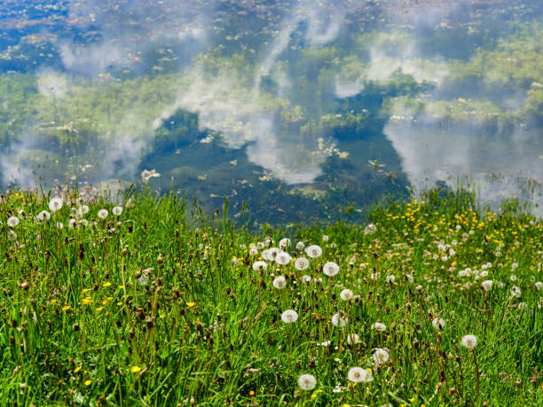Dandelion flowery field on the shores of Lake Chamois in the Aosta Valley