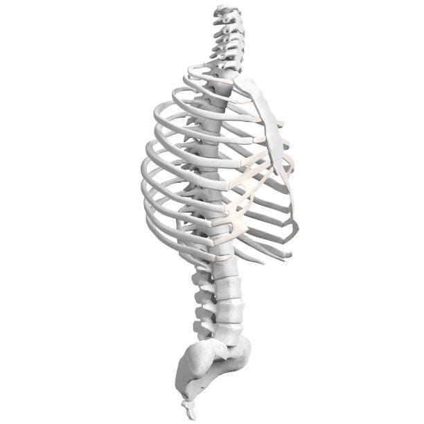 istock Human spine, torso and rib cage bones anatomy 1166835226