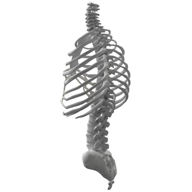 istock Human spine, torso and rib cage bones anatomy 1166835268