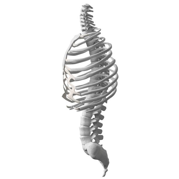 istock Human spine, torso and rib cage bones anatomy 1166835270