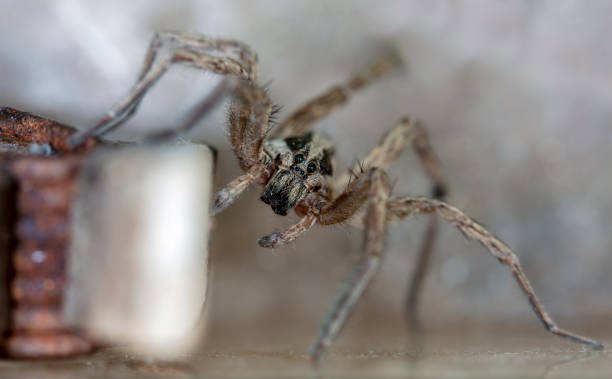 istock spider wolf in a native habitat 1166835423