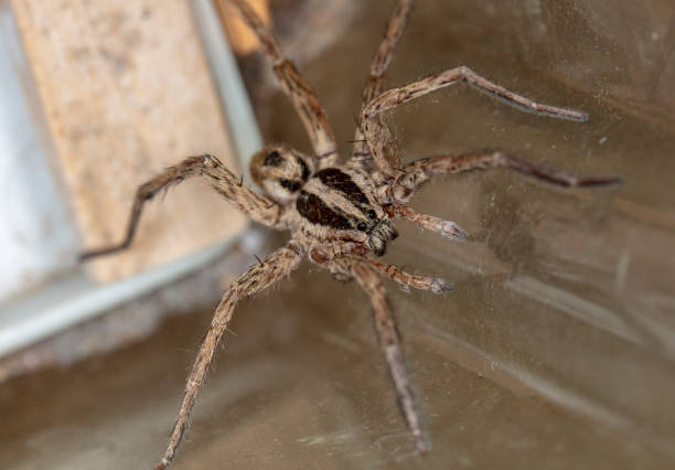 istock spider wolf in a native habitat 1166835424