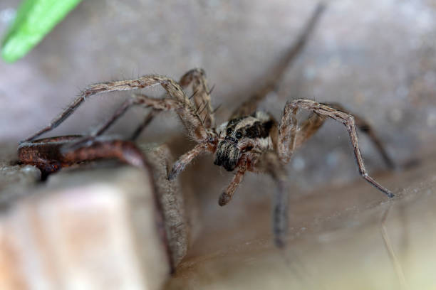 istock spider wolf in a native habitat 1166835425