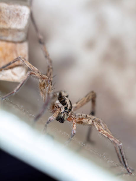 istock spider wolf in a native habitat 1166835987