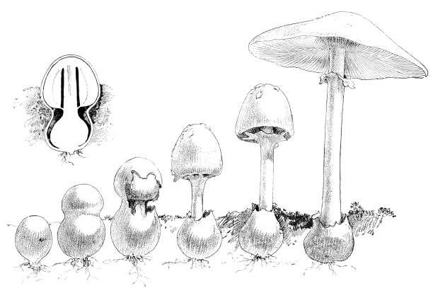 바보 버섯의 성장 단계 - 아마니타 베르나 - 독우산광대버섯 stock illustrations