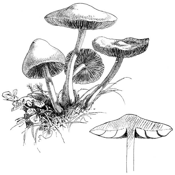 Scotch Bonnet Mushrooms - Maramius Oreades Scotch Bonnet or Fairy Ring Mushrooms (Maramius Oreades). Vintage etching circa 19th century. marasmius oreades mushrooms stock illustrations