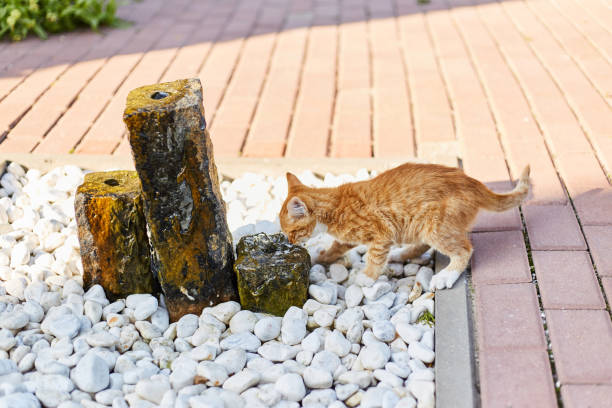 istock little ginger kitten drinks water from a fountain 1166836557