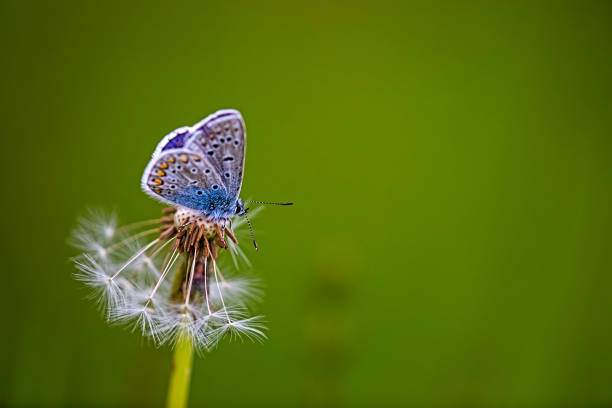 common blue perching on a dandelion withered seed stems Meadow Bavaria lotus corniculatus stock pictures, royalty-free photos & images
