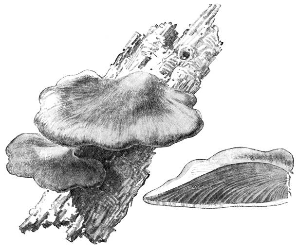 istock Beefsteak Fungus Mushrooms - Fistulina Hepatica 1166837342