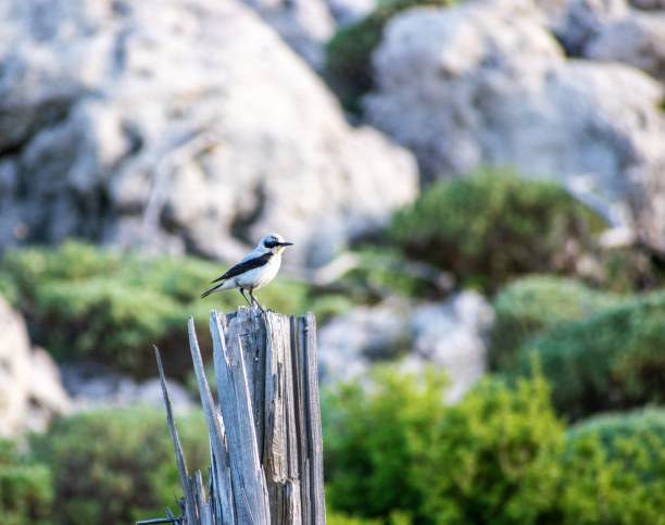 Black-eared wheatear bird on a tree. Image shows a black-eared wheatear (Oenanthe hispanica) standing at a log. oenanthe hispanica stock pictures, royalty-free photos & images