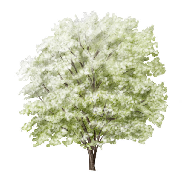 Dogwood Tree Watercolor Sketch of a Flowering Dogwood Tree dogwood trees stock illustrations