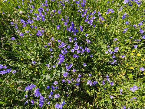 Flowery field of bluebells