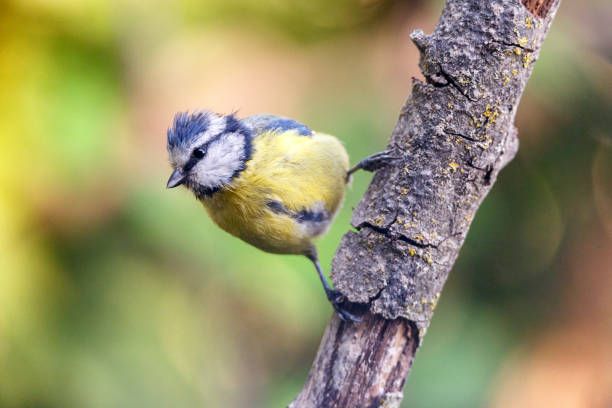 istock Nice small bird, called Blue tit (cyanistes caeruleus) posed over a branch, with an out of focus background. 1166839653