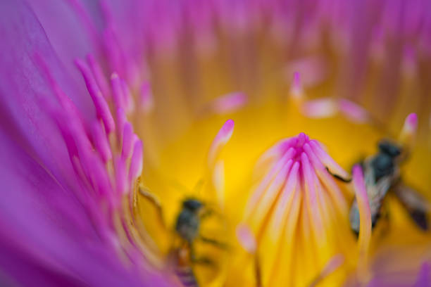 istock Closed up Water lily or lotus flower 1166839721