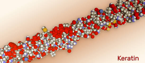 ilustrações de stock, clip art, desenhos animados e ícones de structure of intermediate filaments of keratin protein. it is one of a family of fibrous structural proteins - intermediate