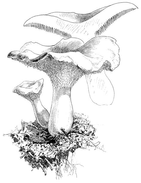 Wood Hedgehog Mushrooms - Hydnum Repandum Wood Hedgehog Mushrooms (Hydnum Repandum). Vintage etching circa 19th century. hedgehog mushroom stock illustrations