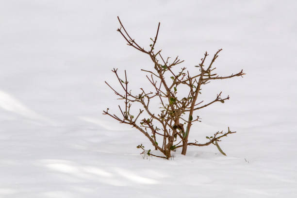 istock New Shoots on a Plant in the Snow 1166841763