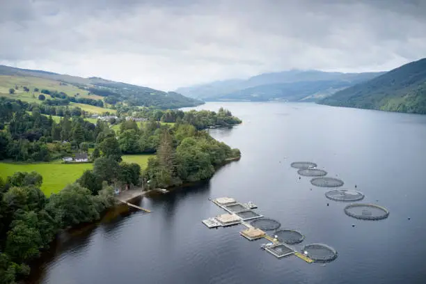 Fish farm salmon sea nets farming economy at sea Loch Tay Scotland UK