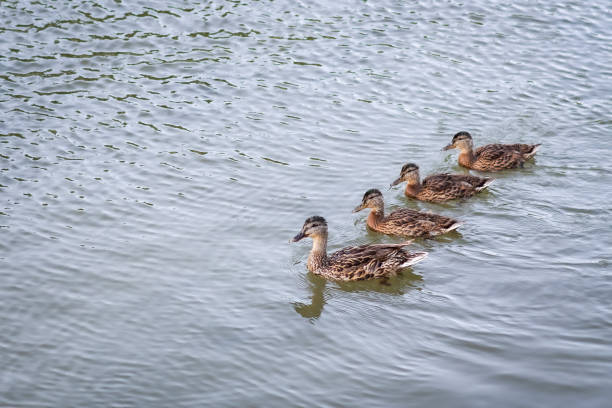 istock Duck family on the river 1166843793