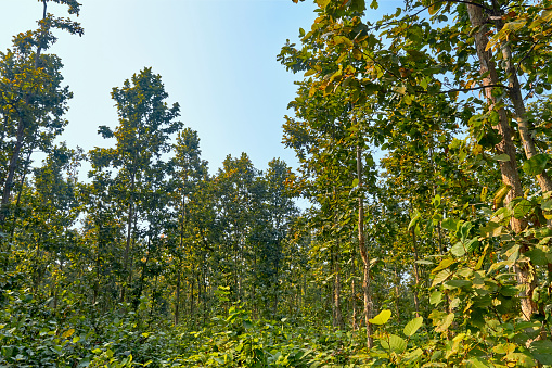 Dense forest of Shorea robusta, the sal/shaal tree. This tree is native to the Indian subcontinent, and the timber, resin, seeds as well as leaves are valuable.